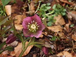 Image de Rose de carême