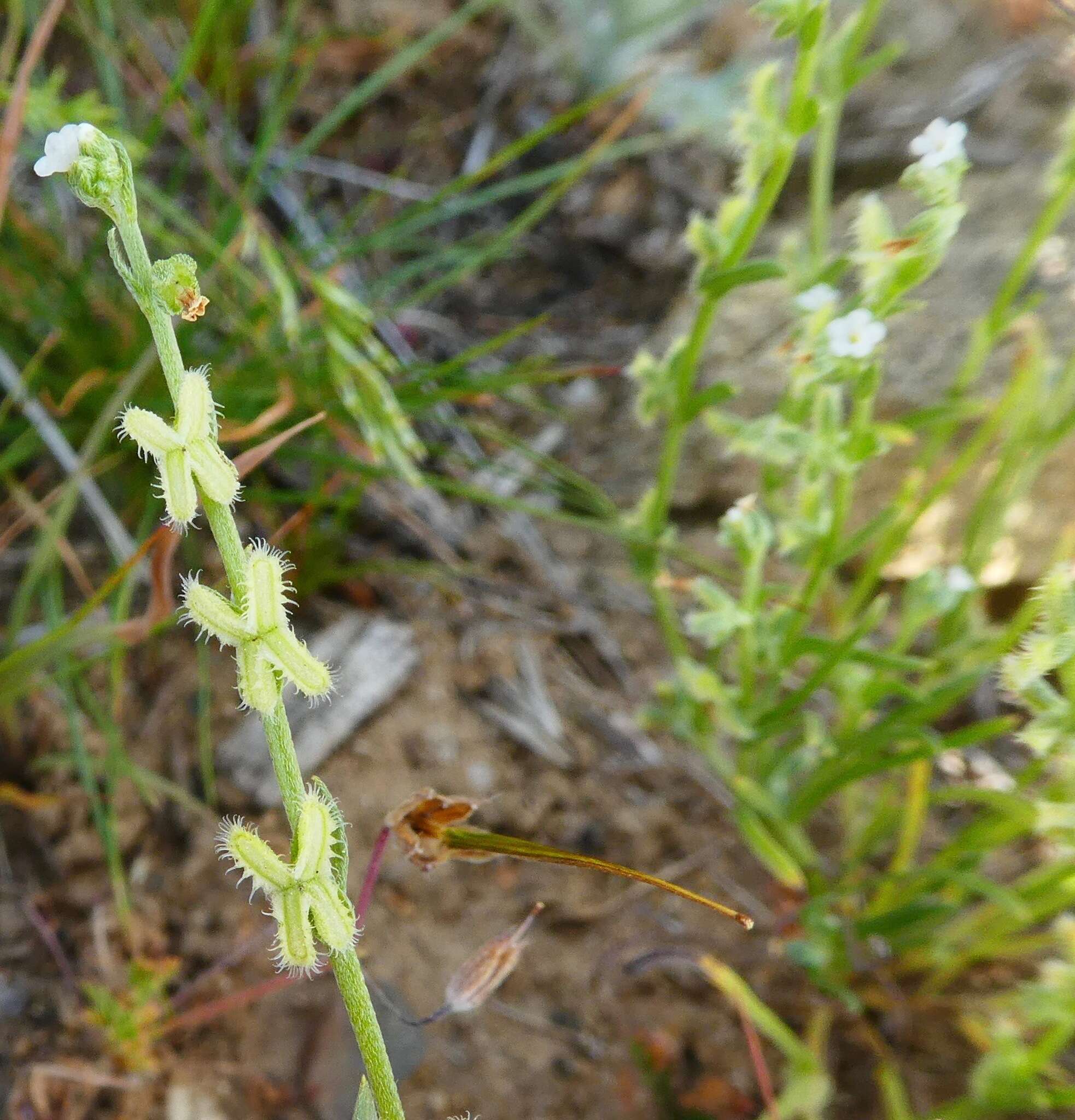 Image of sagebrush combseed