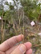 Schizachyrium niveum (Swallen) Gould resmi