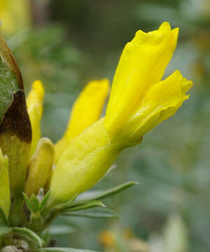 Imagem de Cytisus austriacus L.