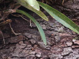 Image of Maxillaria densa Lindl.