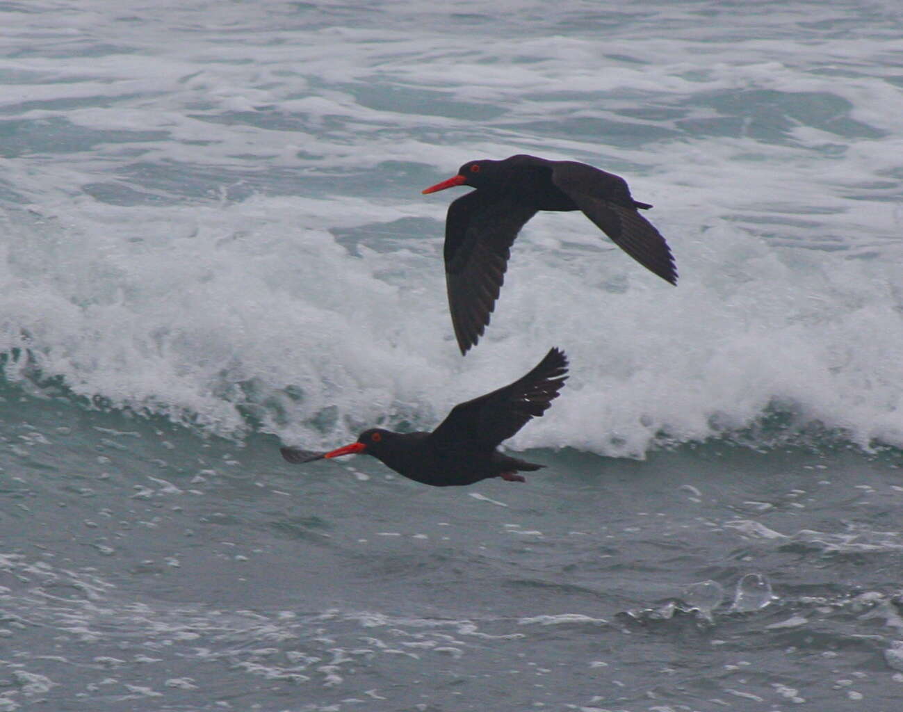 Image of African Black Oystercatcher