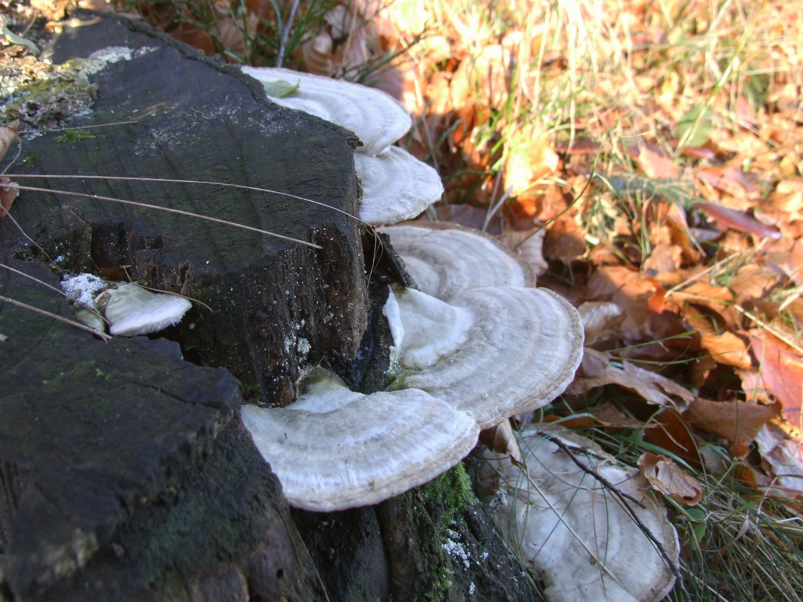 Image of Trametes gibbosa (Pers.) Fr. 1838