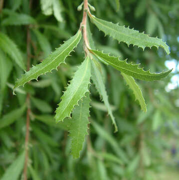 Imagem de Hoheria angustifolia Raoul