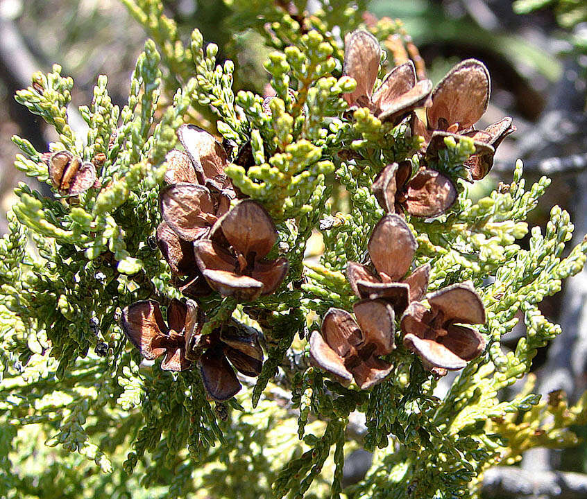 Image of Cordilleran Cypress