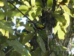 Image of Black-lored Tit