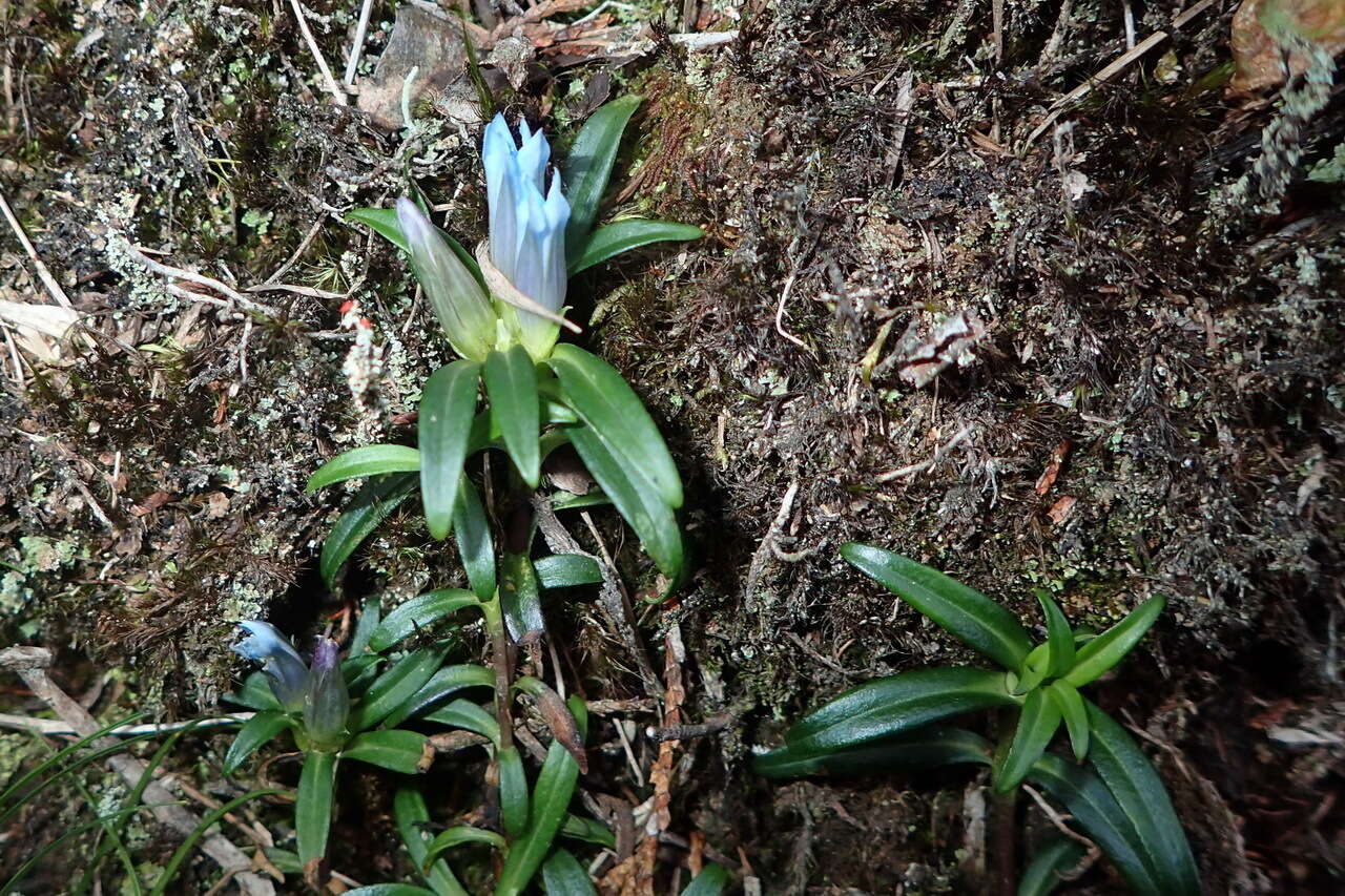 Image de Gentiana davidii var. formosana (Hayata) T. N. Ho