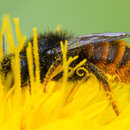 Image de Osmia bicolor (Schrank 1781)