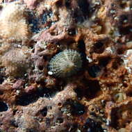 Image of Common Keyhole Limpet