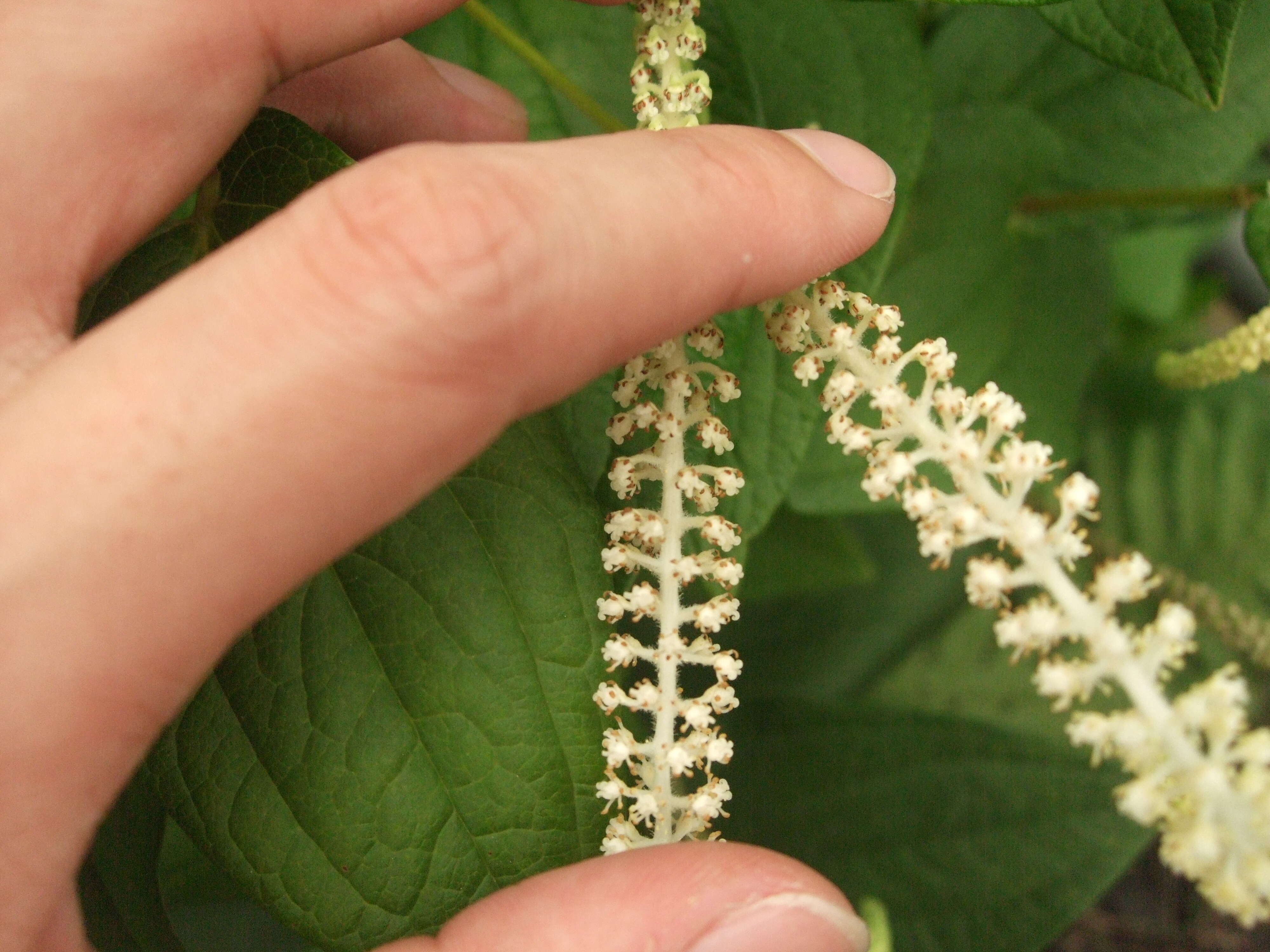 Image of Saururus chinensis (Lour.) Baill.