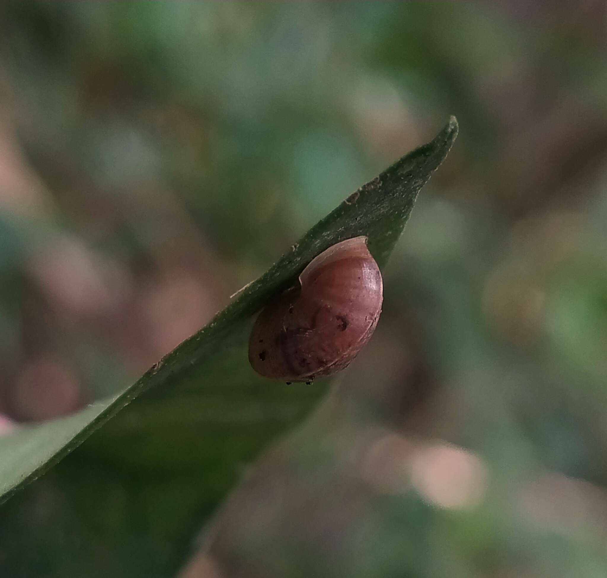 Image of Helicina concentrica L. Pfeiffer 1849