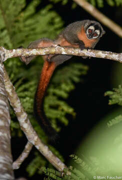 Image of Black-headed Night Monkey