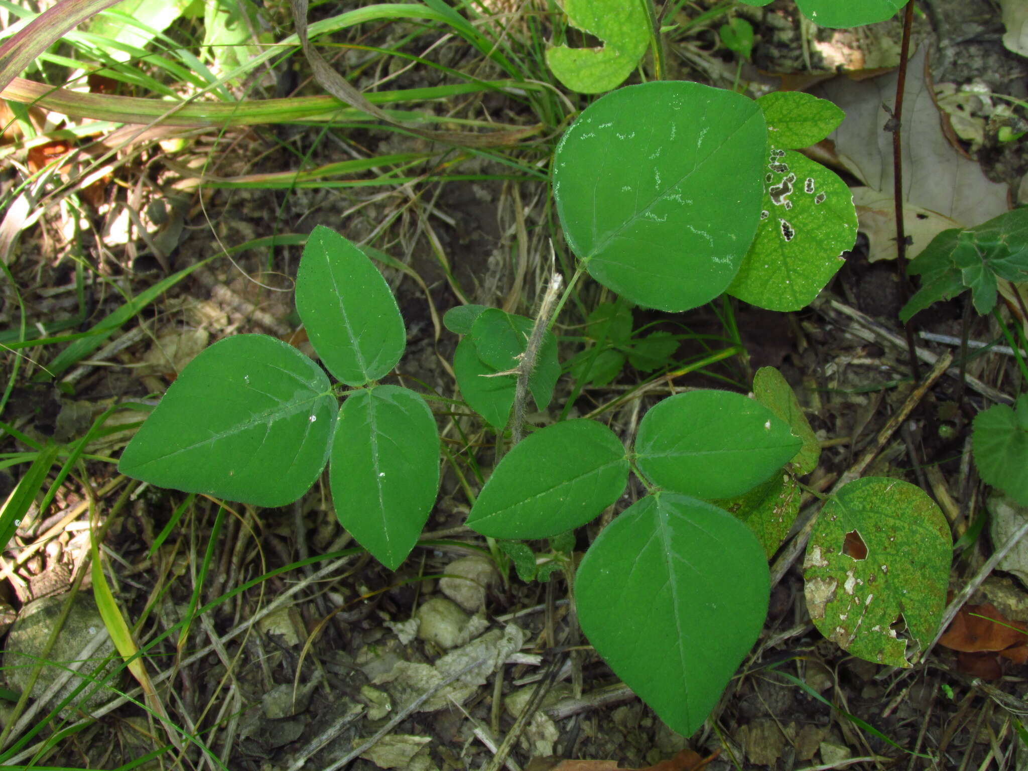 Desmodium canescens (L.) DC. resmi