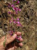 Image of elegant clarkia