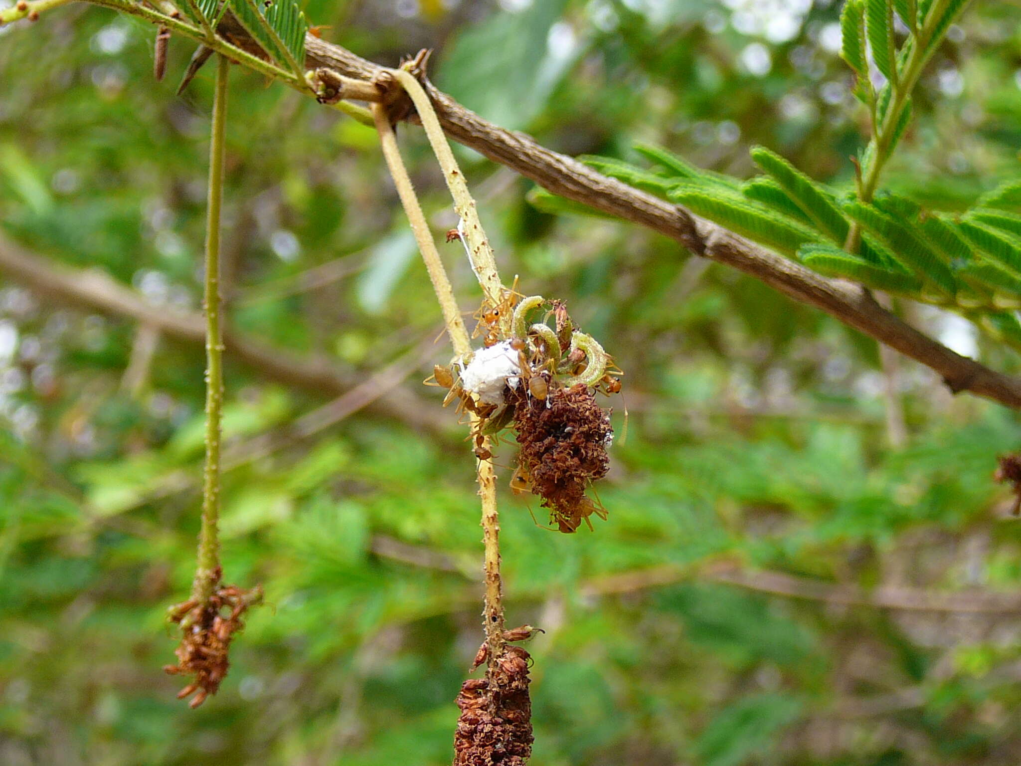 Image of Oecophylla longinoda (Latreille 1802)