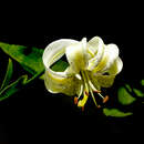 Image of Lilium ledebourii (Baker) Boiss.