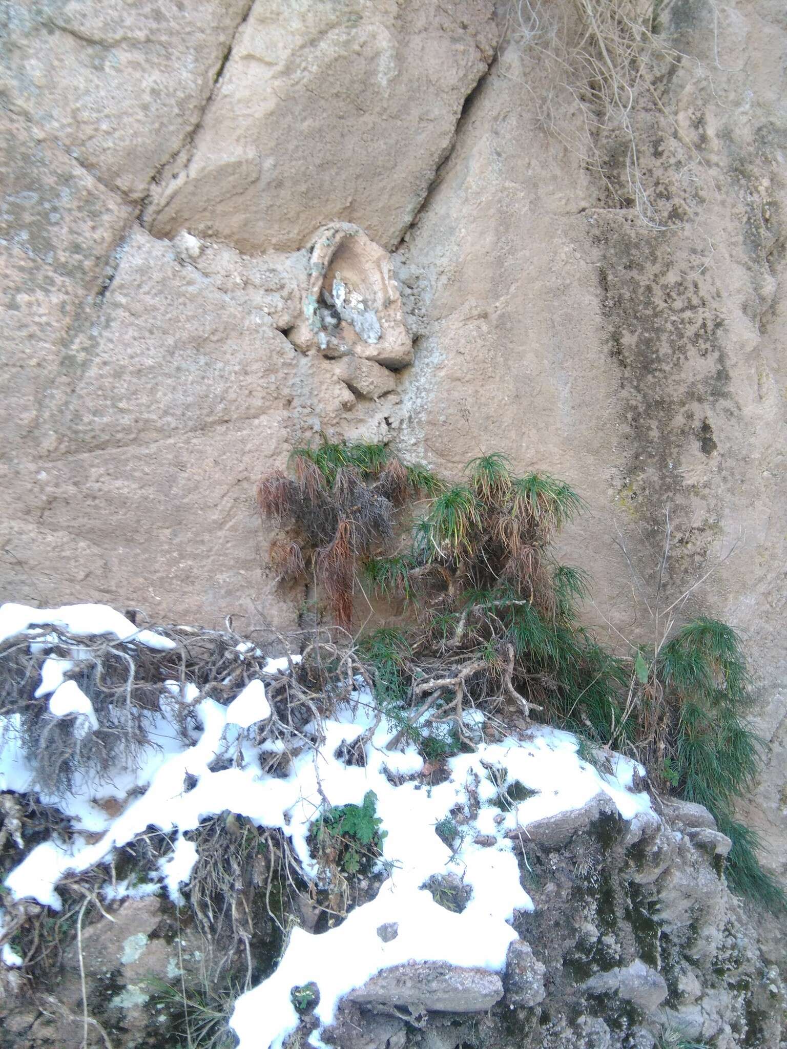 Image of Calceolaria pinifolia Cav.