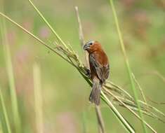 Слика од Sporophila cinnamomea (Lafresnaye 1839)