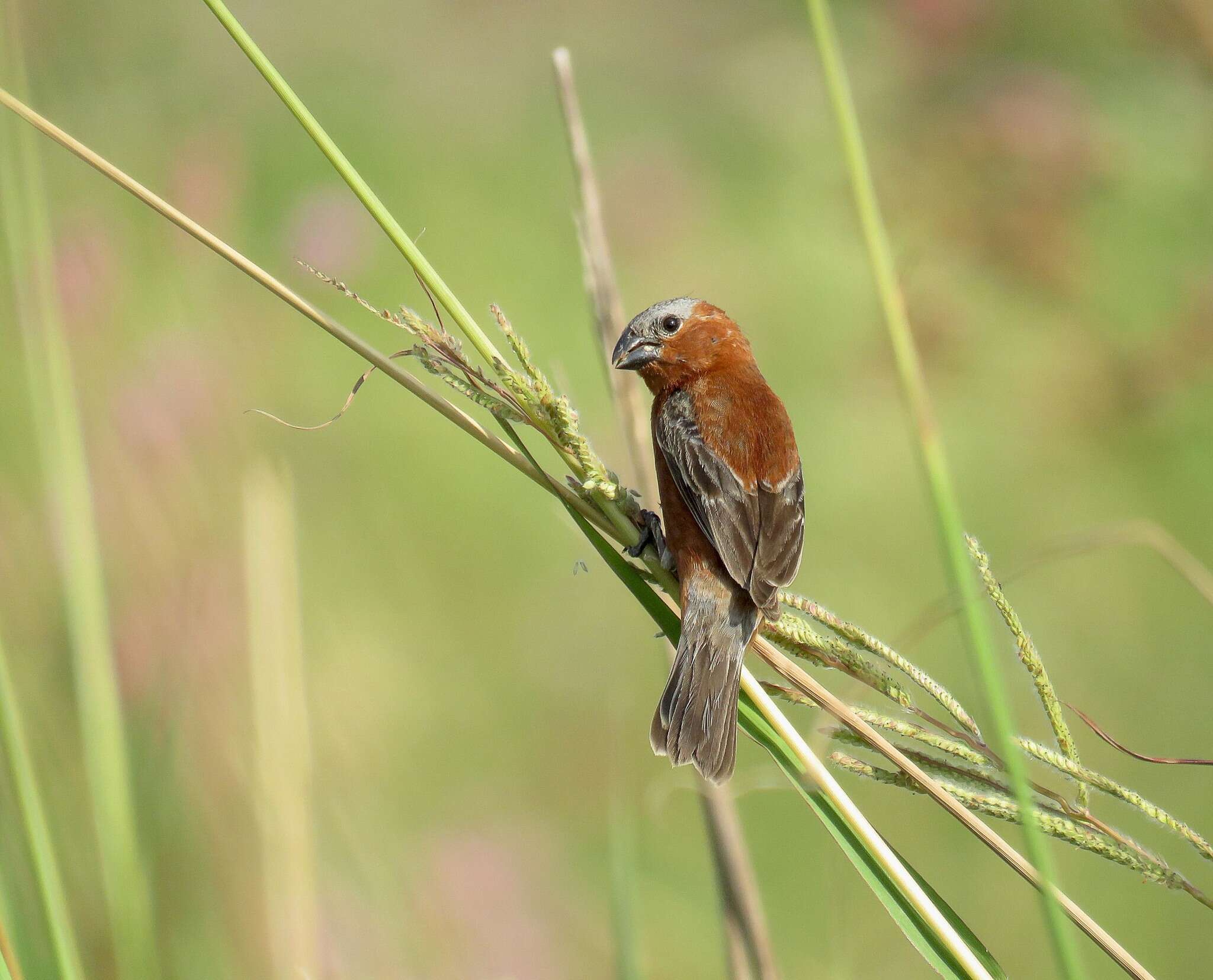 Слика од Sporophila cinnamomea (Lafresnaye 1839)