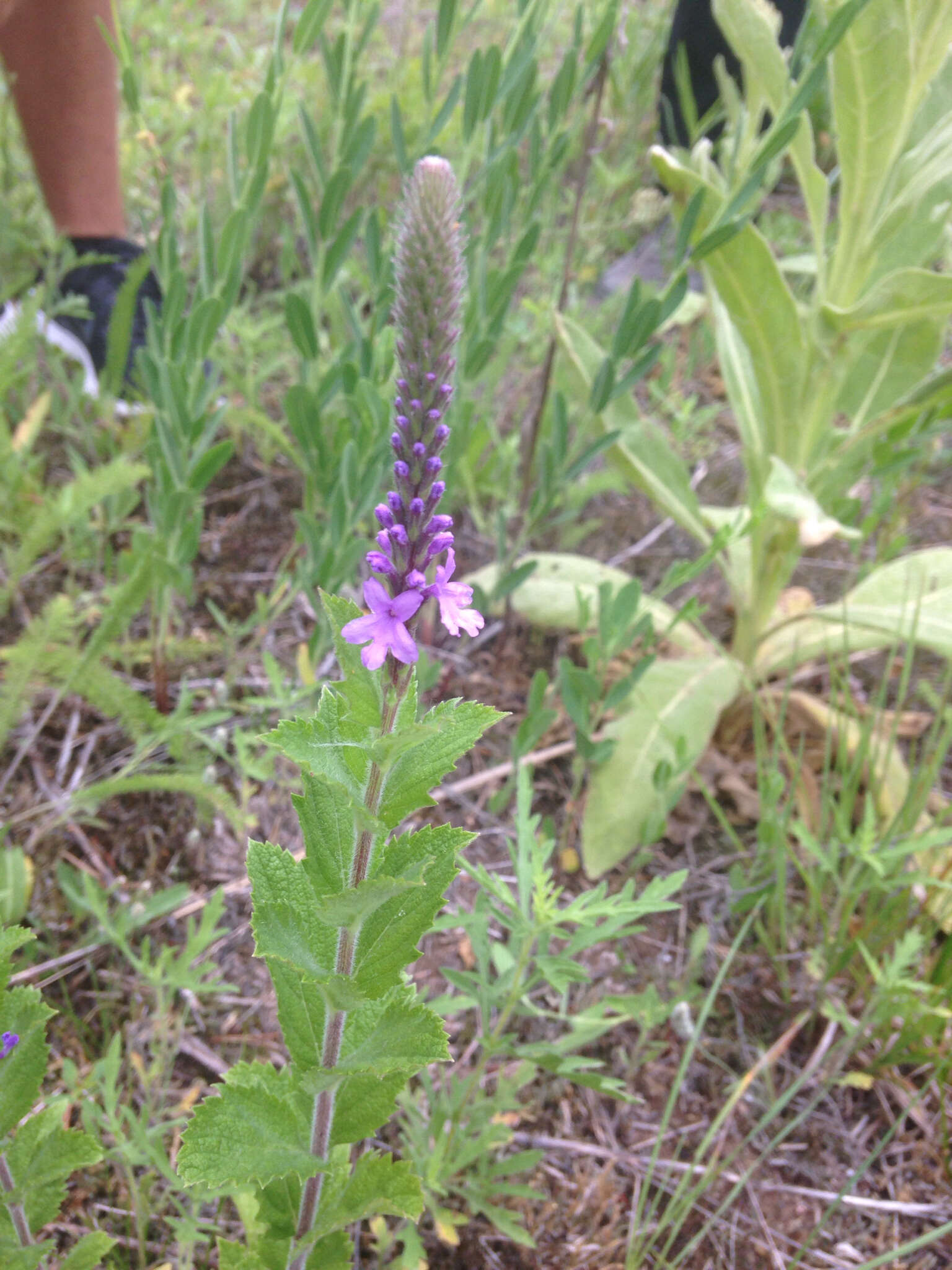 Image de Verbena stricta Vent.