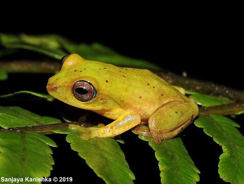 Plancia ëd Pseudophilautus hoffmanni (Meegaskumbura & Manamendra-Arachchi 2005)