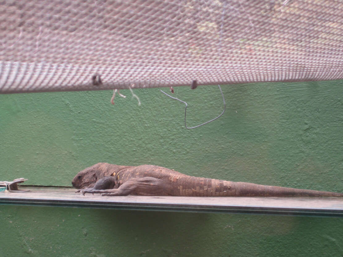 Image of El Hierro Giant Lizard