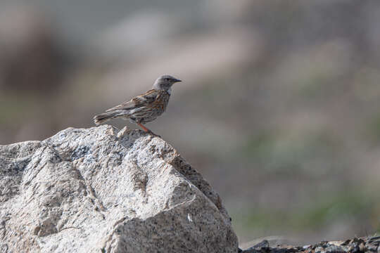 Image of Altai Accentor