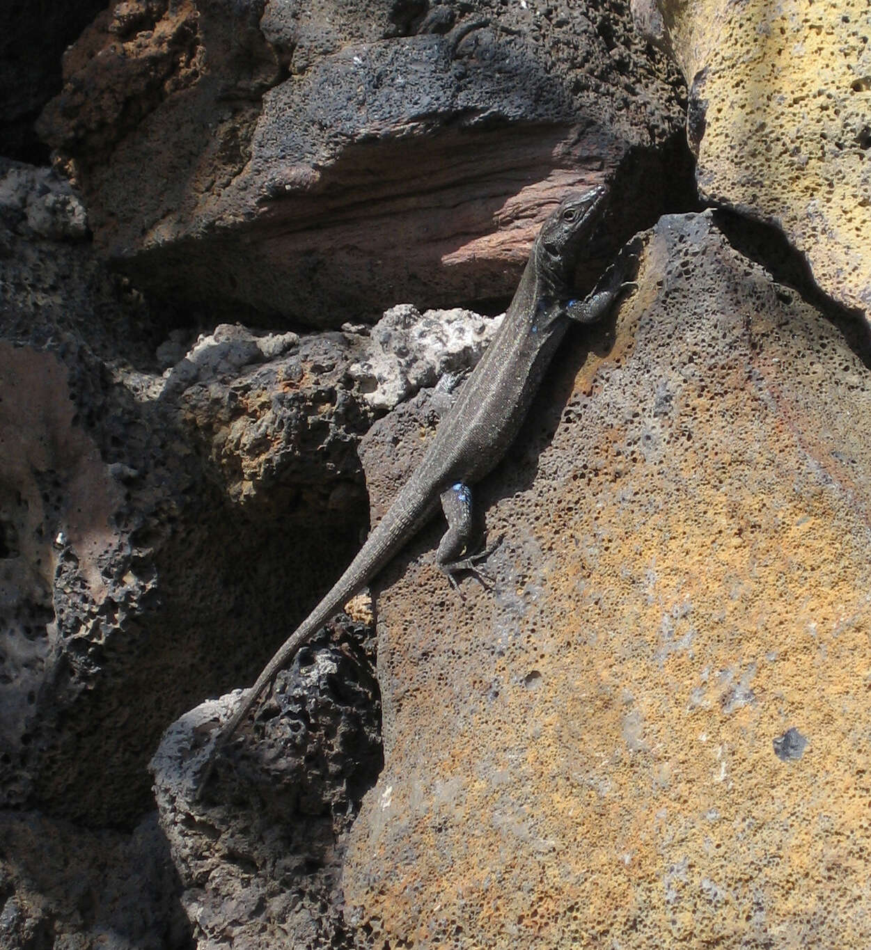 Image of Boettger's Lizard