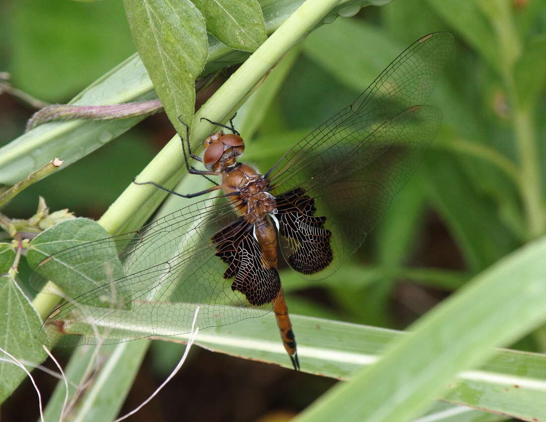 Image of Red Saddlebags