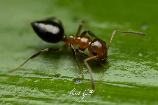 Image of Prolasius convexus McAreavey 1947