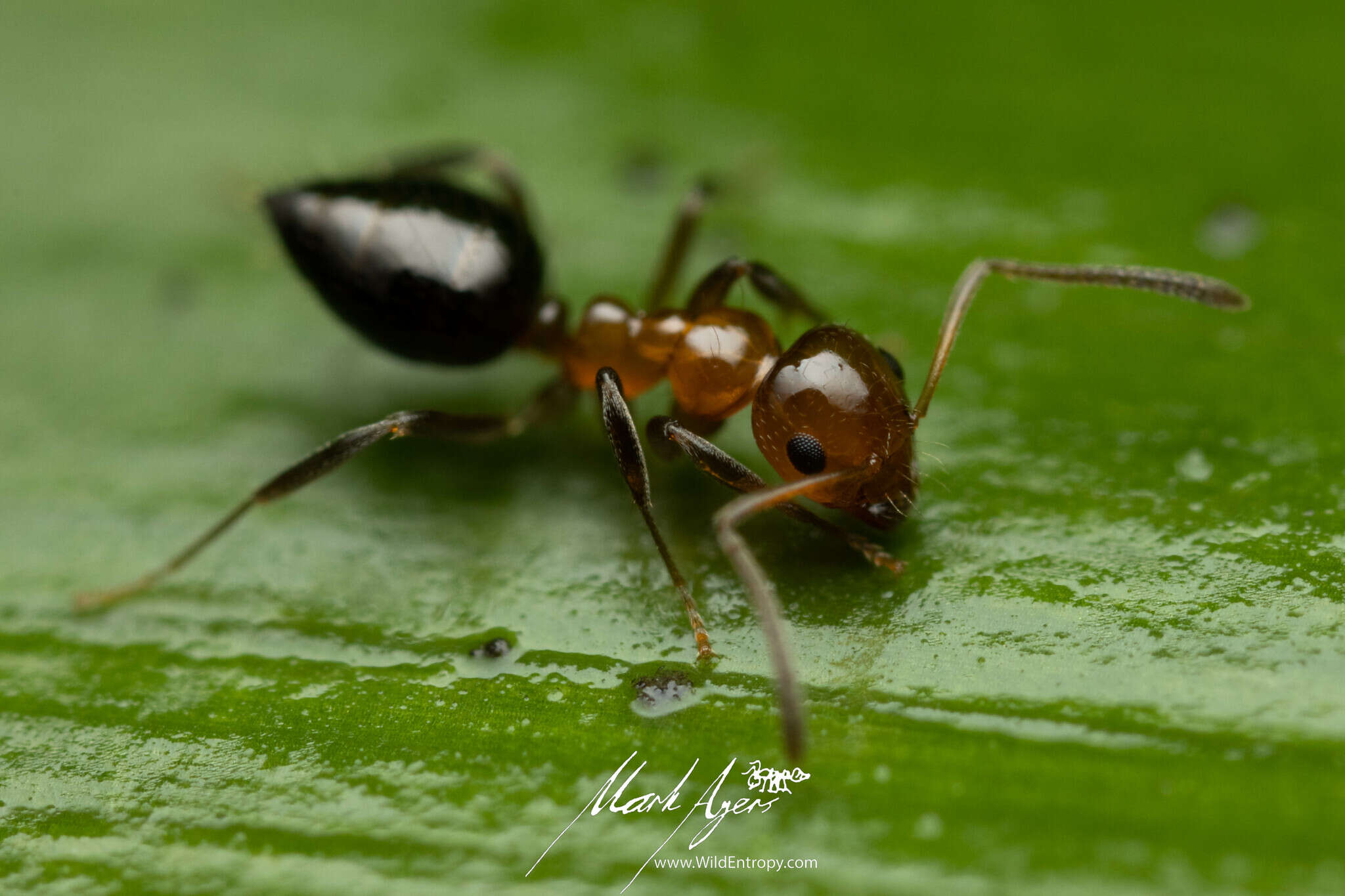 Image of Prolasius convexus McAreavey 1947