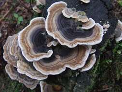 Image of Turkey Tail