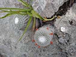 Image of Mammillaria albilanata subsp. tegelbergiana (G. E. Linds.) D. R. Hunt