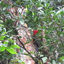 Image of Red-necked Woodpecker