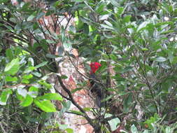 Image of Red-necked Woodpecker