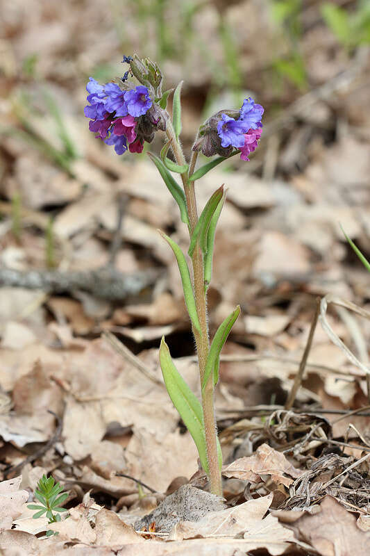 Image of Pulmonaria angustifolia L.