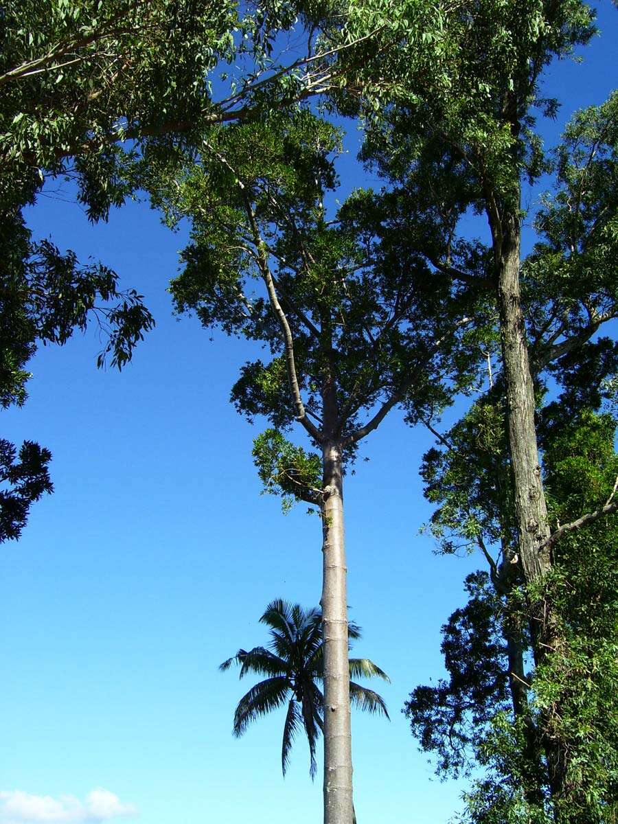 Image of Fijian Kauri Pine