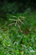 Paspalum mandiocanum Trin.的圖片