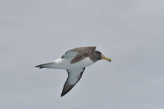 Image de Albatros des Chatham