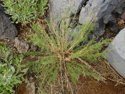 Image of Stevia satureifolia (Lam.) Lam.