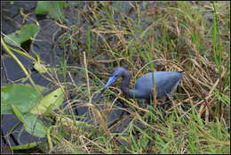 Image of Little Blue Heron