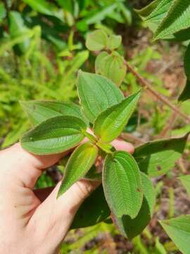 Imagem de Rhynchanthera grandiflora (Aubl.) DC.