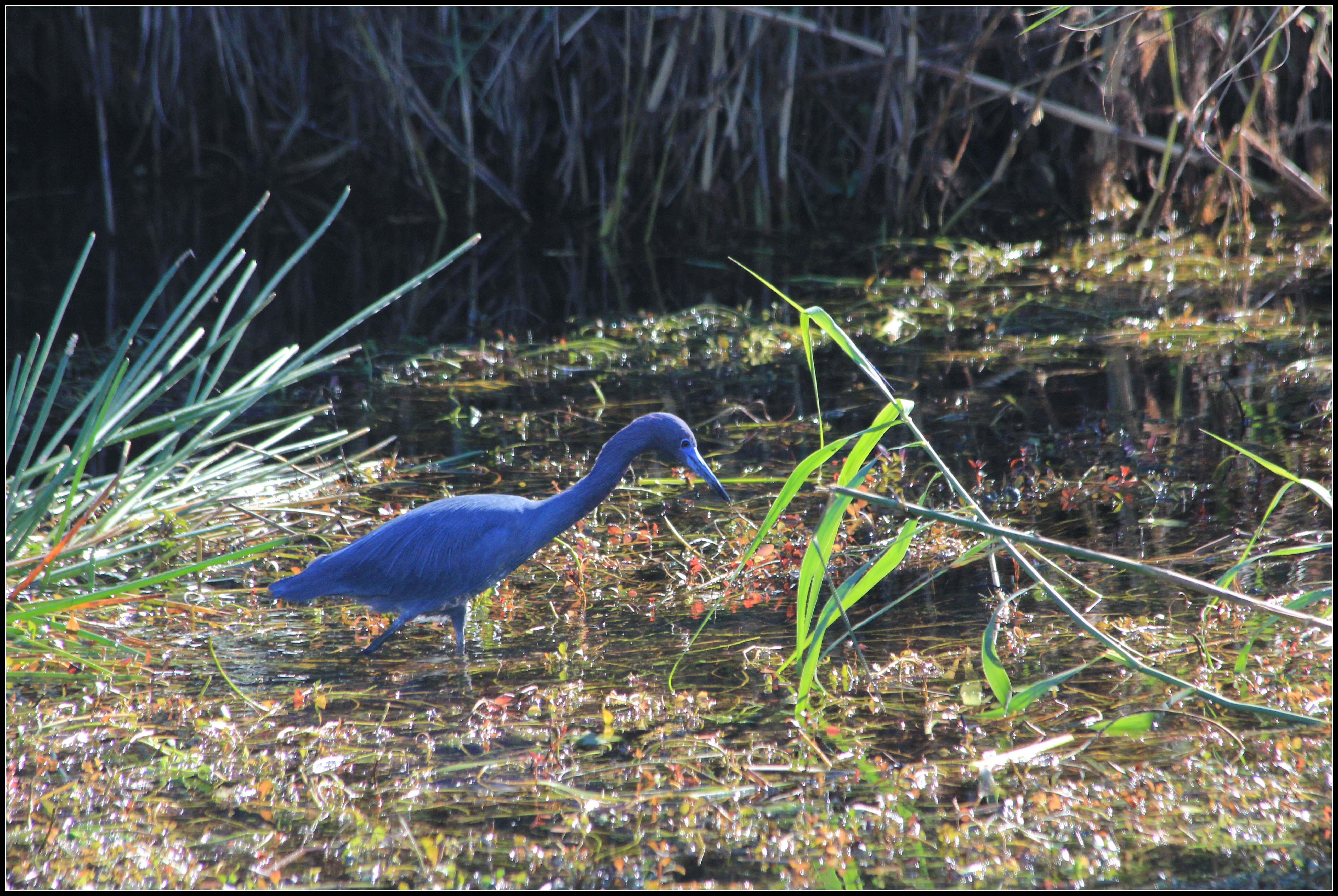 Image of Little Blue Heron