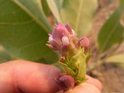 Orthocarpus cuspidatus Greene resmi