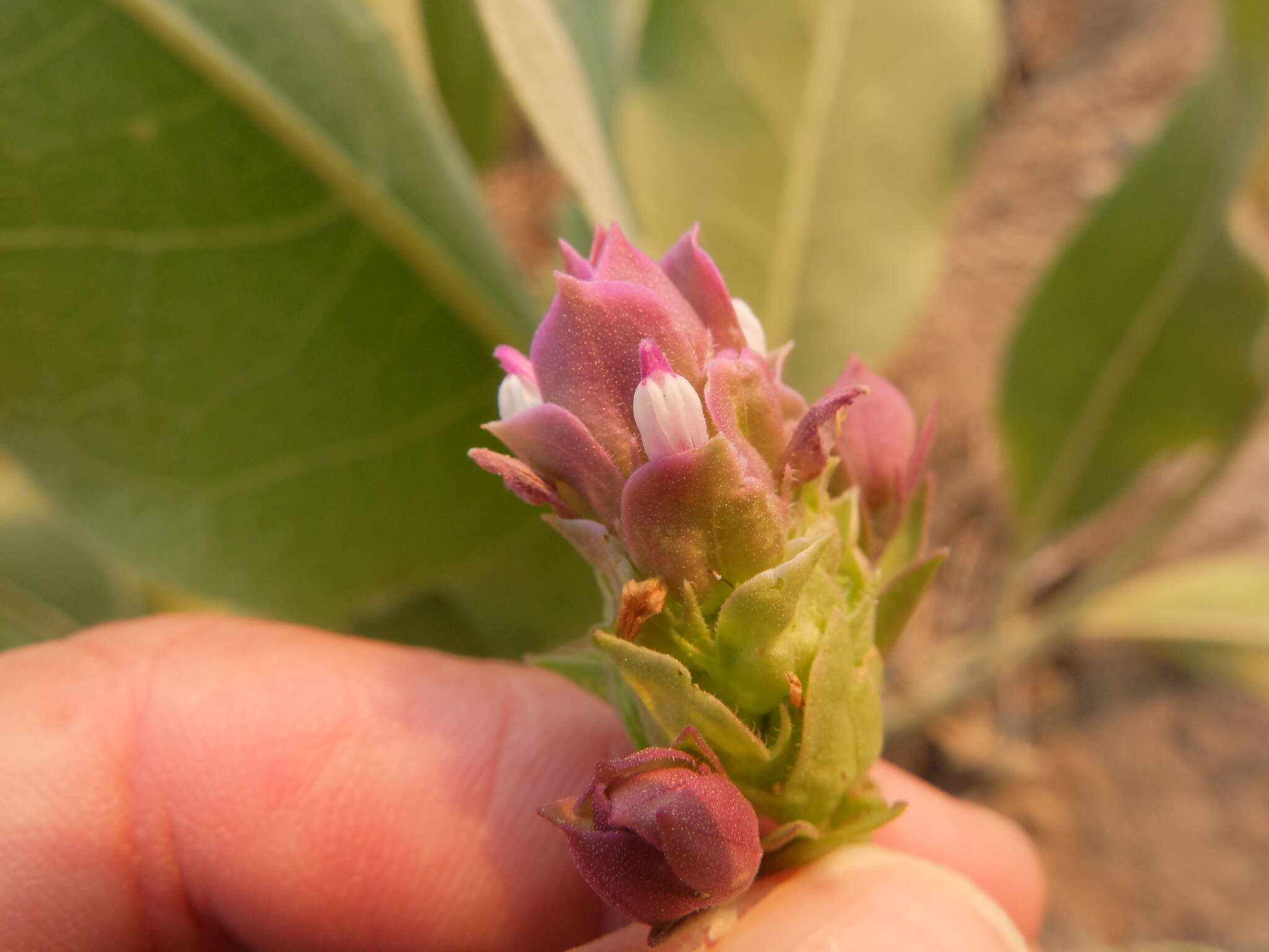 Orthocarpus cuspidatus Greene resmi