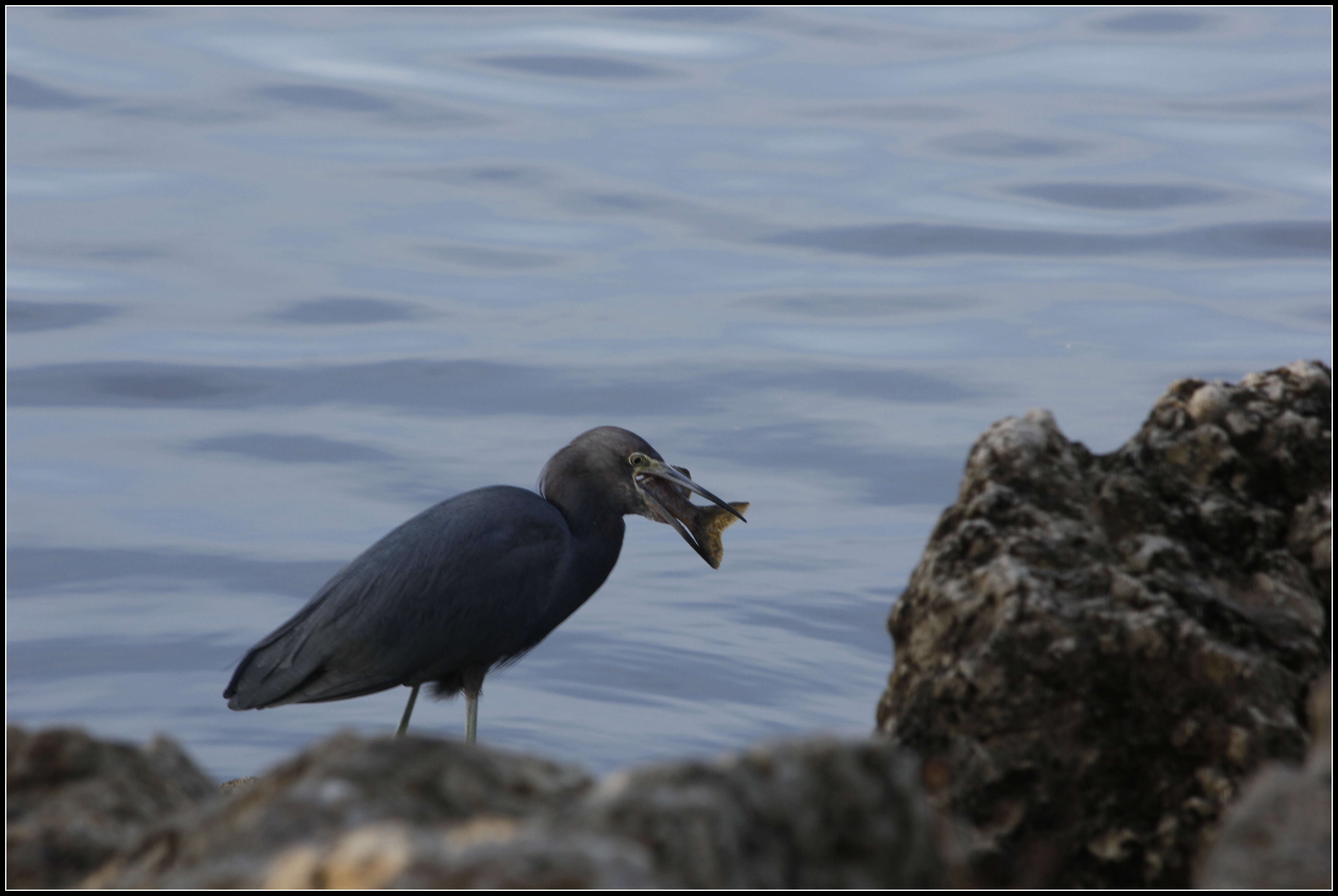 Image of Little Blue Heron