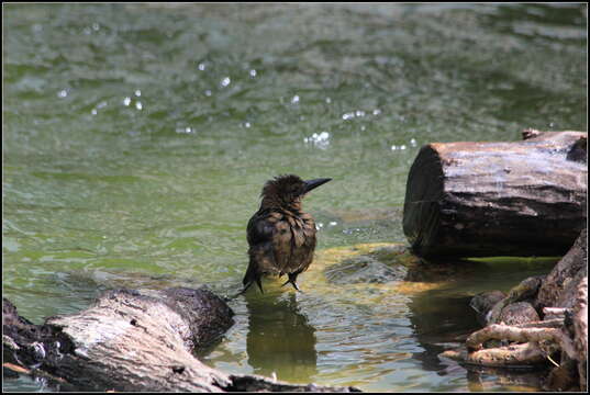 Image of Boat-tailed Grackle