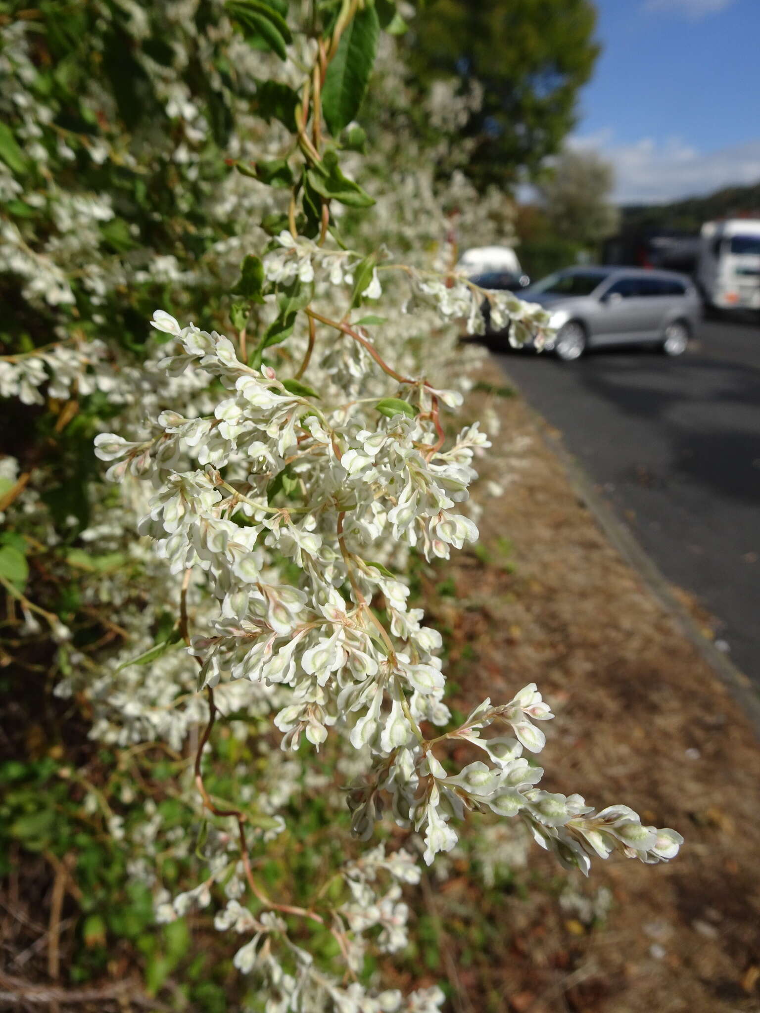 صورة Fallopia baldschuanica (Regel) Holub