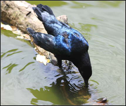 Image of Boat-tailed Grackle