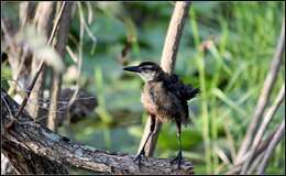 Image of Boat-tailed Grackle